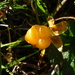 Cloudberry (Rubus chamaemorus) by kanelipulla