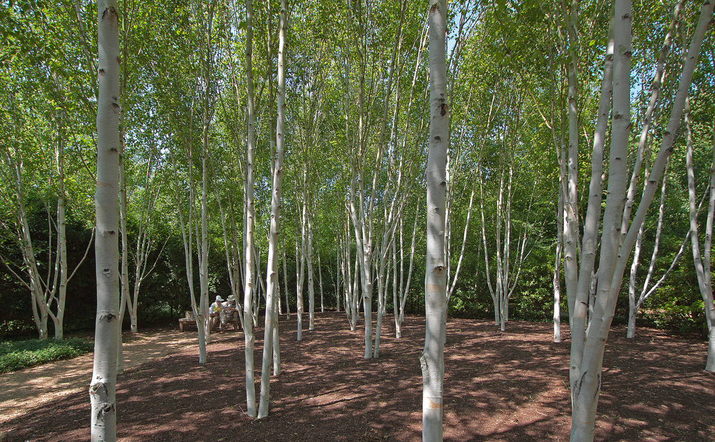 Sunlit birches by dulciknit