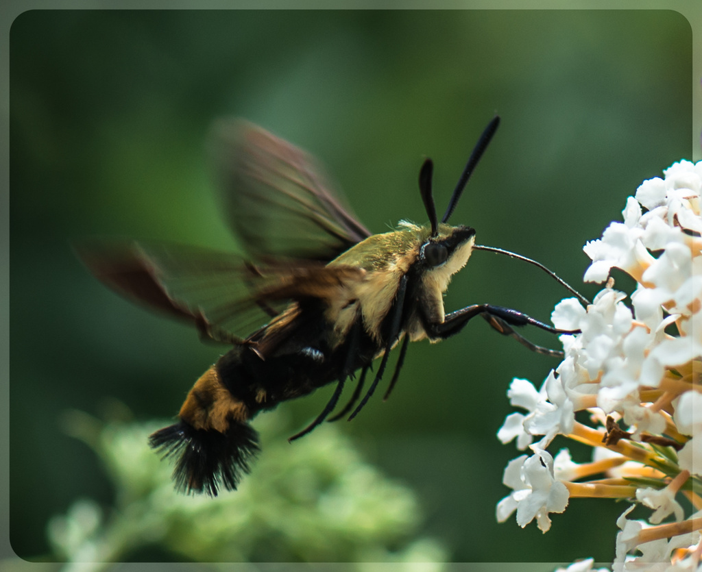  Snowberry Clearwing Hummingbird Moth by kathyladley