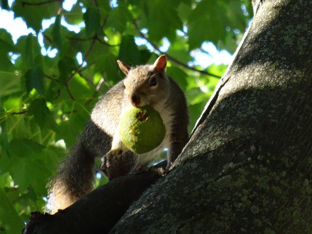 Day 40 Squirrel Tree Nut by rminer