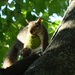 Day 40 Squirrel Tree Nut by rminer