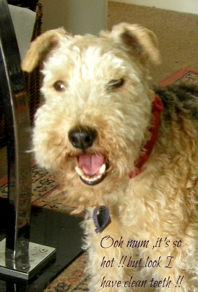 Alfie --Ooh mum ,it's so hot ,but look I have clean teeth !! by beryl
