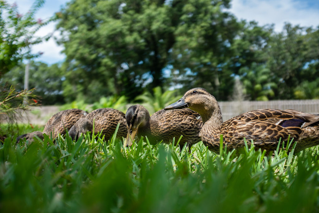Ducks in the Grass by dnszero