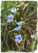 14th Jul 2013 - Blue Chicory Flowers