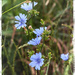 Blue Chicory Flowers by gardencat