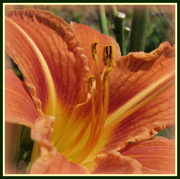 14th Jul 2013 - Day Lily