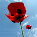 Ladybird Poppy Blooms Upwards by phil_howcroft