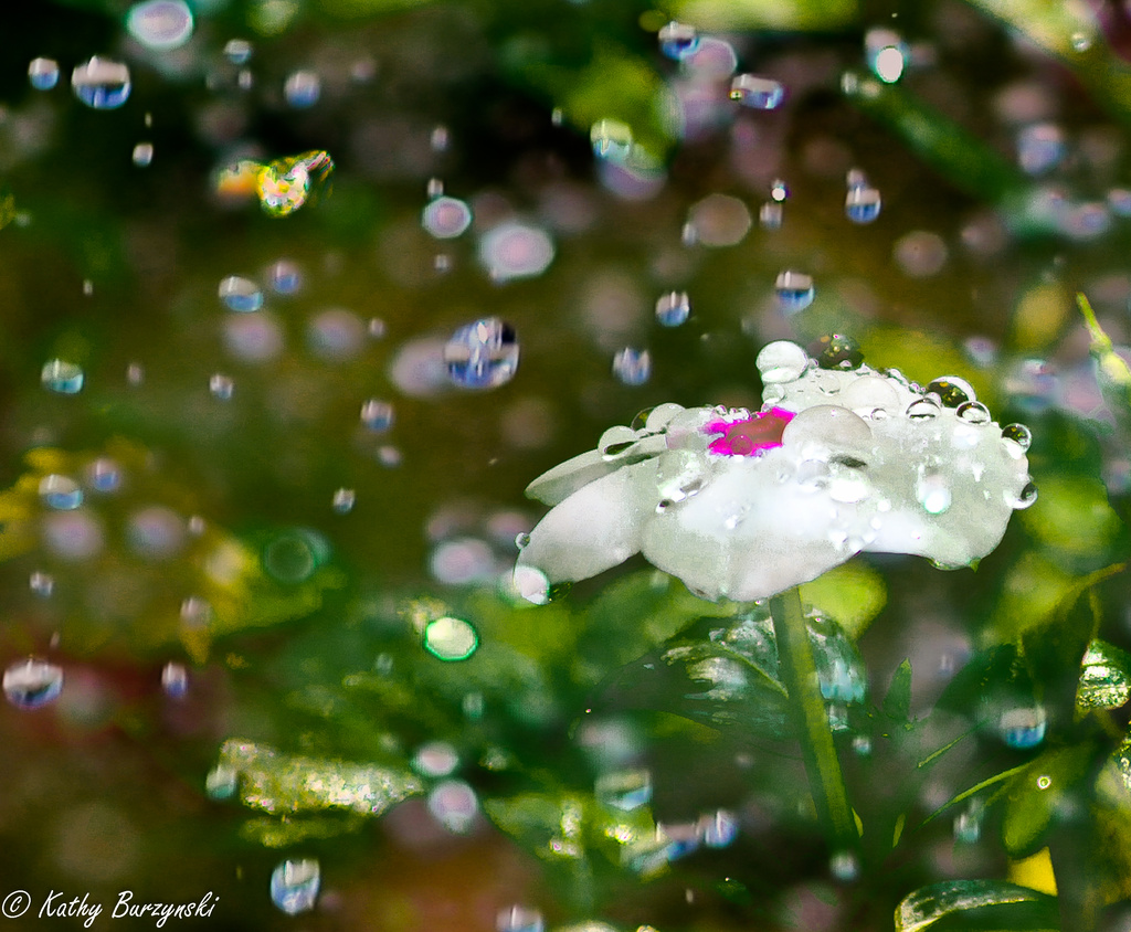 Flower Drops by myhrhelper
