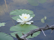7th Jul 2013 - Water lily