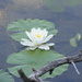 Water lily by sherilyn