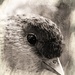 Bird's Eye View by digitalrn