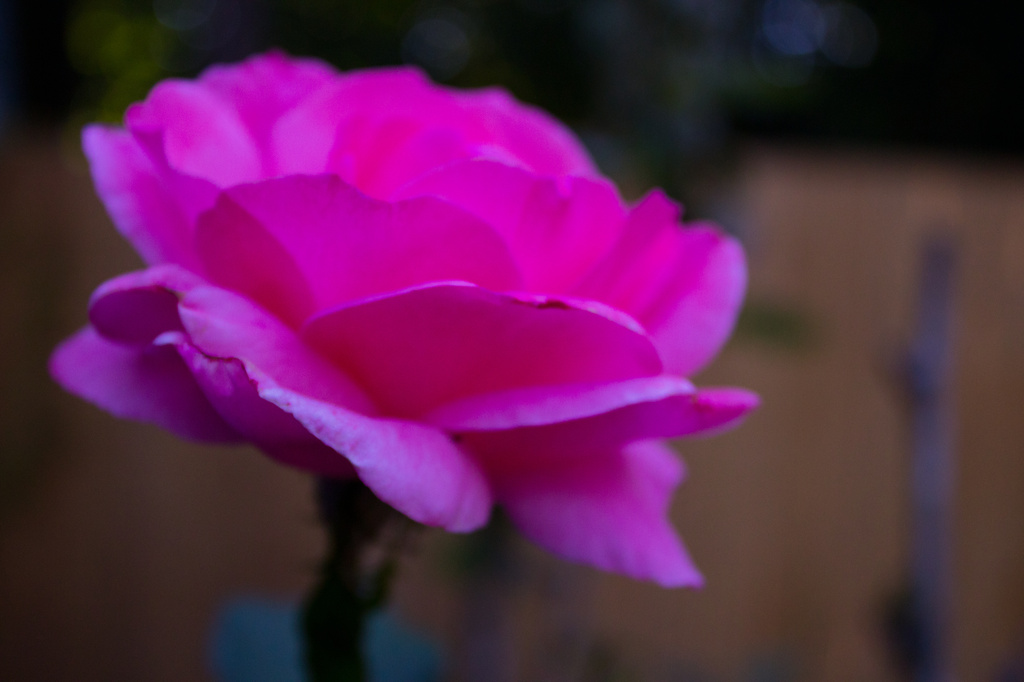 Last Pink Rose by nanderson