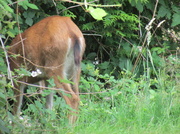 8th Jul 2013 - Butt, deer.