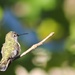 Anna's Hummingbird by tara11