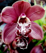15th Jul 2013 - Orchid 