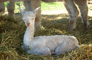 8th Jul 2013 - Baby Alpaca