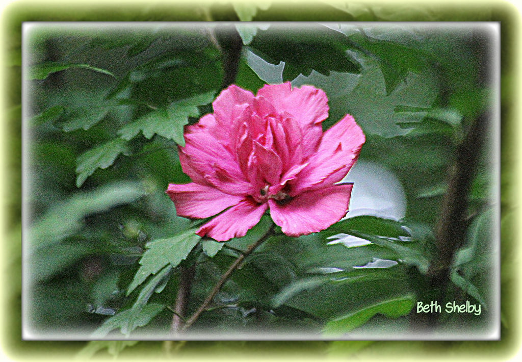 Althea (Rose of Sharon) by vernabeth