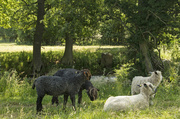 13th Jul 2013 - memoirs of a sheep stalker