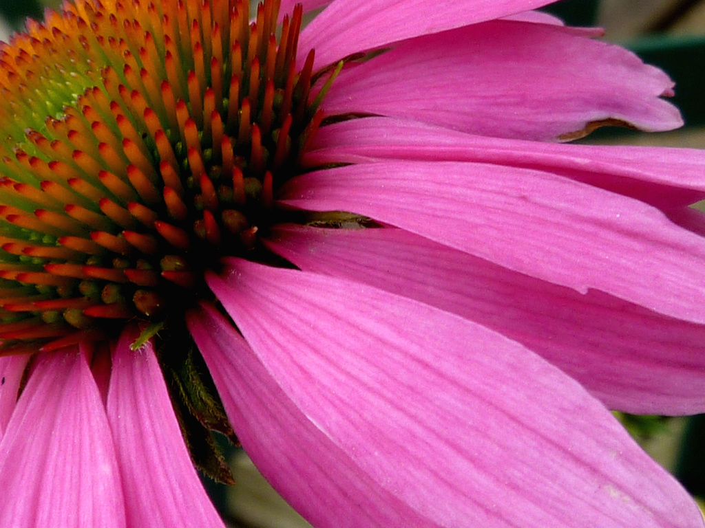 Coneflower by denisedaly