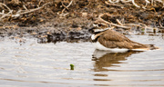 15th Jul 2013 - Killdeer Taking a Bath