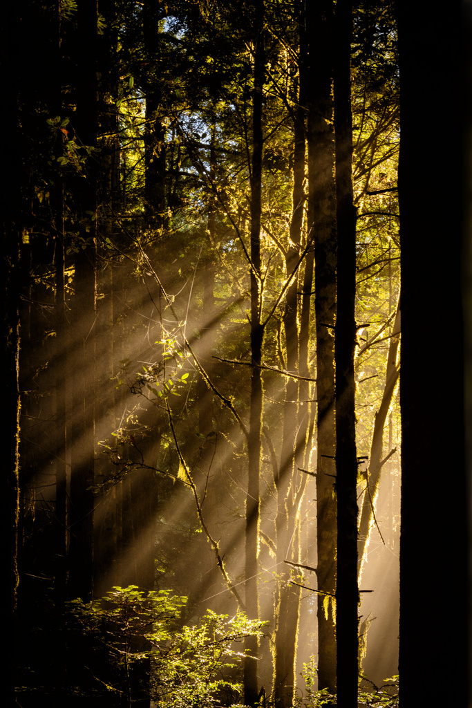 Sun Rays Burst Through Fog by jgpittenger