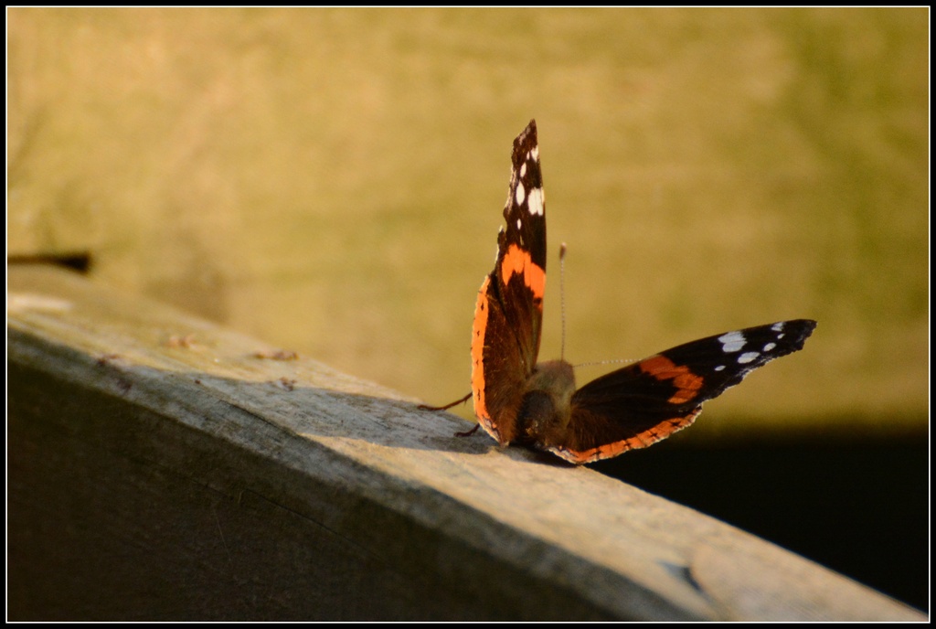 Butterfly by rosiekind
