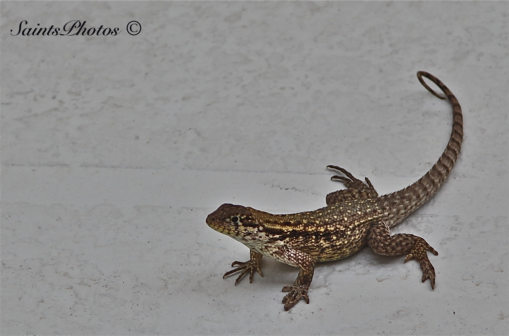 Gecko by stcyr1up