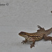 Gecko by stcyr1up