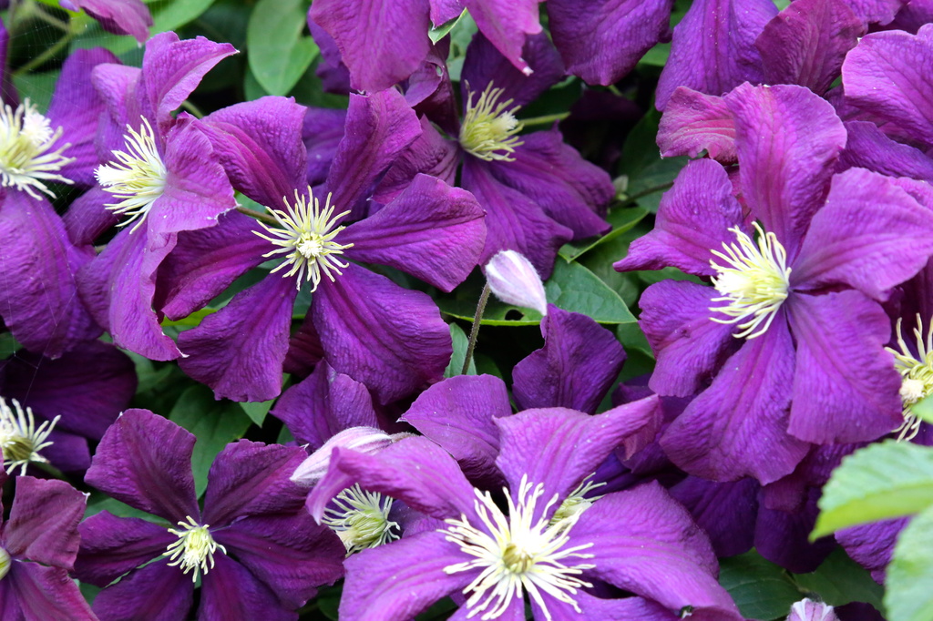 Clematis in all its full glory but one!! View large by padlock
