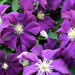 Clematis in all its full glory but one!! View large by padlock