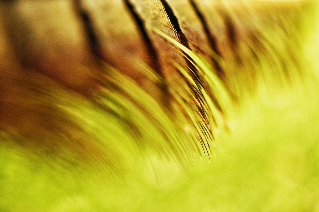 Pheasant Feather Abstract by jesperani