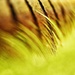 Pheasant Feather Abstract by jesperani