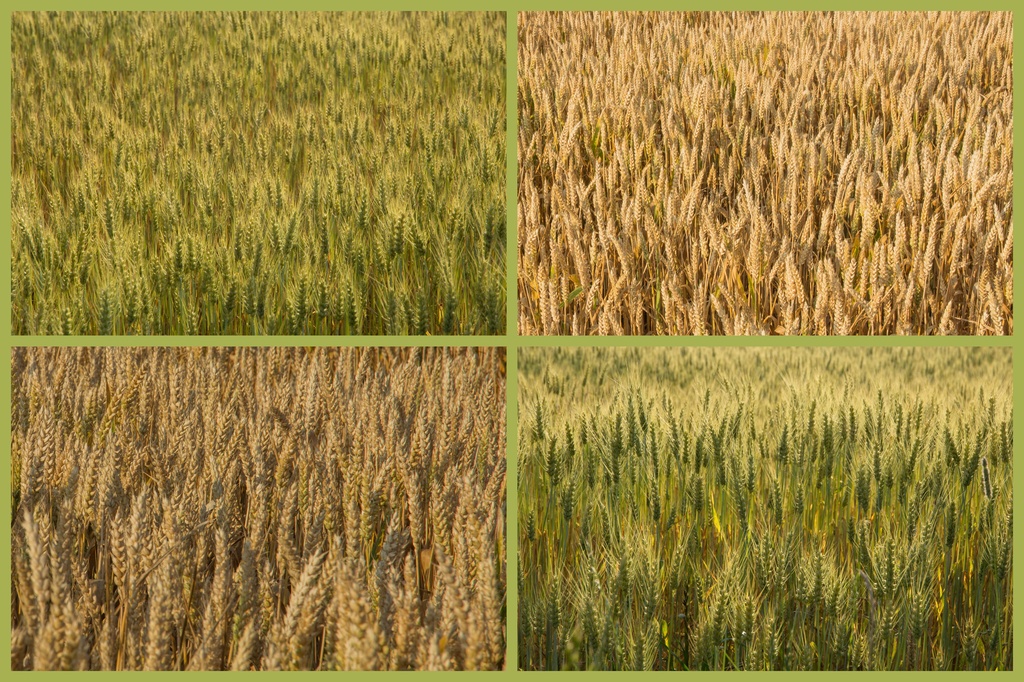 Wheat and barley by rachel70