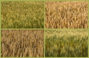 15th Jul 2013 - Wheat and barley