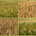 Wheat and barley by rachel70