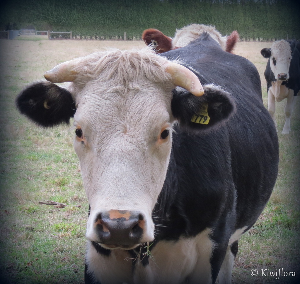 Cow by kiwiflora