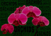 15th Jul 2013 - Orchids - Mobile Monday