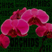 Orchids - Mobile Monday by dakotakid35
