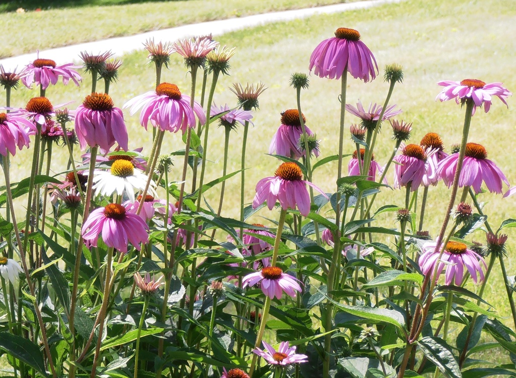 Cone Flowers by julie