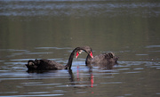 15th Jul 2013 - Black swans