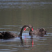 Black swans by goosemanning