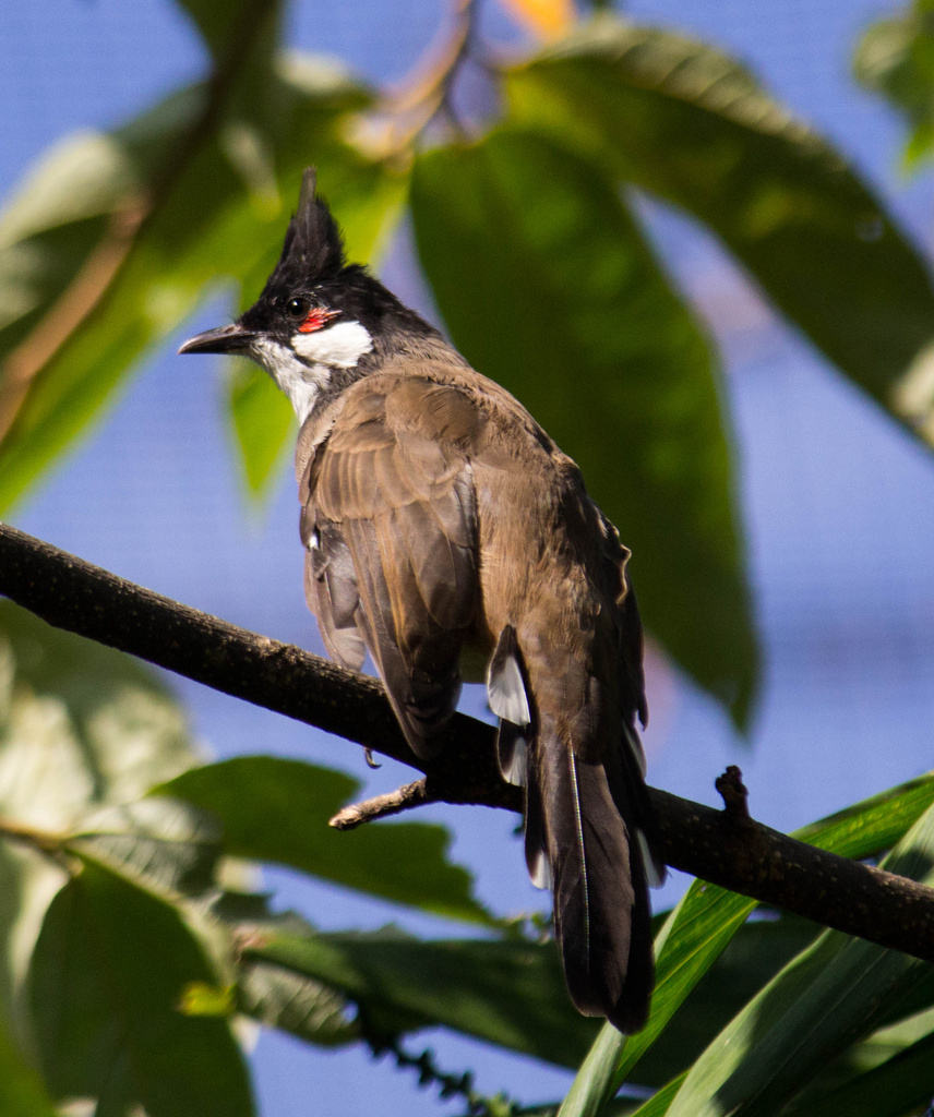 Red-Whickered Bulbul by goosemanning
