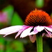 Kass Garden Flower by juletee