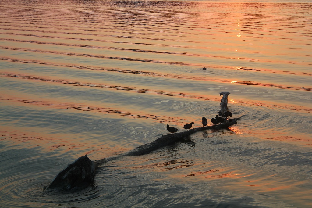 Sunset Wake by edorreandresen