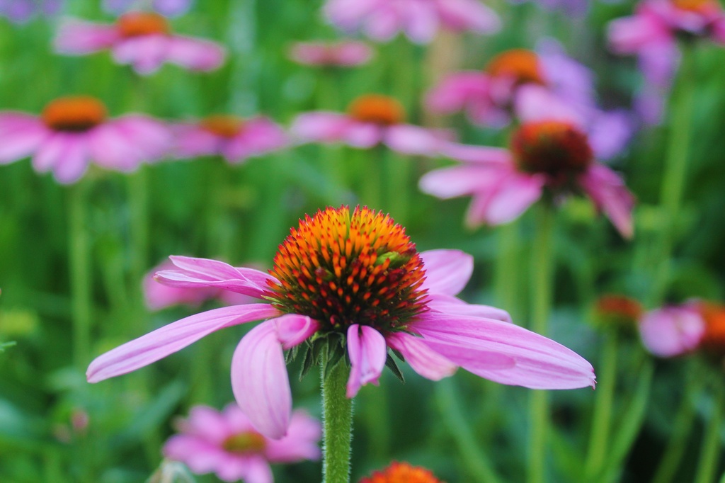 Purple beauty by edorreandresen