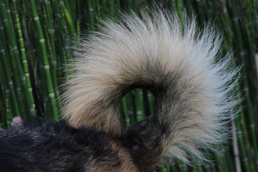 A dog's tail by shepherdman