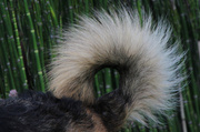 14th Jul 2013 - A dog's tail