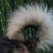 A dog's tail by shepherdman