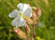 15th Jul 2013 - White Campion