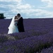 16th July 2013 Love in Lavender by pamknowler